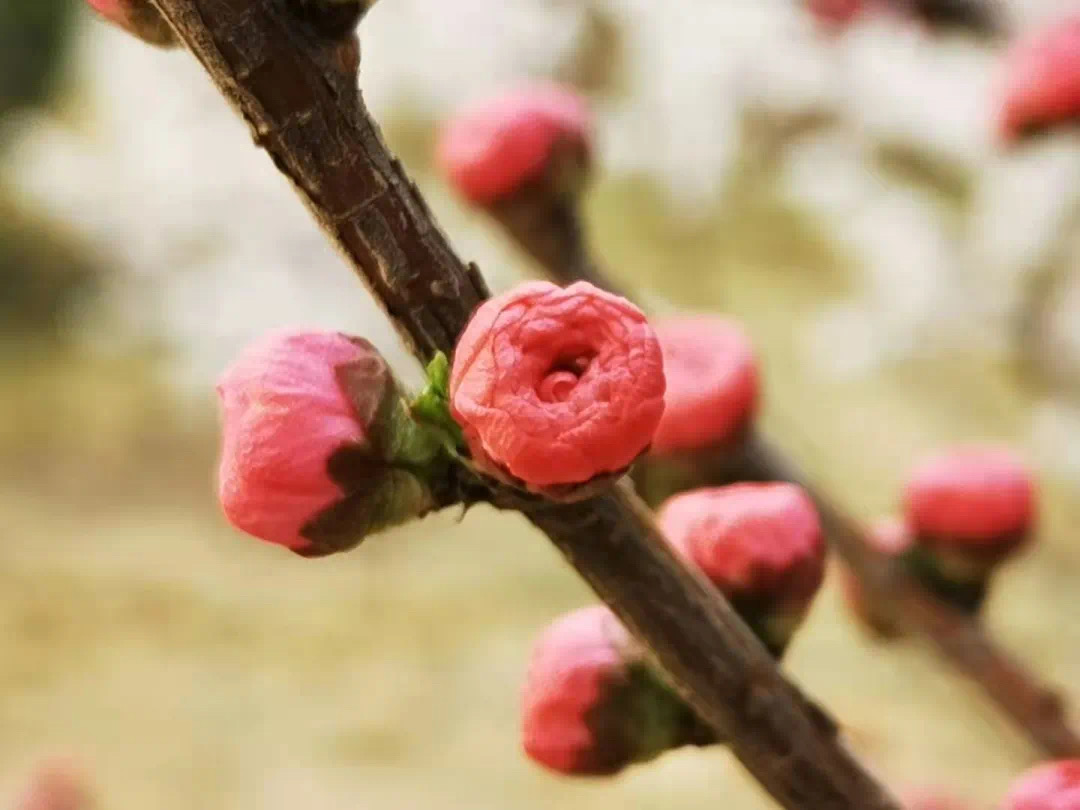 7cdb543ceac64e16a3cfa664de0a0ca4.jpeg 7cdb543ceac64e16a3cfa664de0a0ca4.jpeg