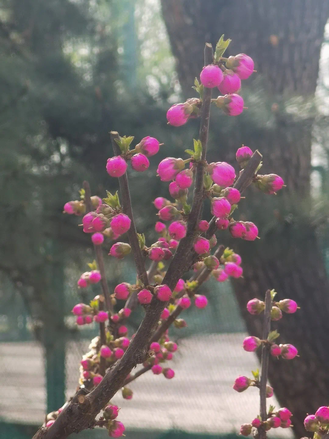 e2f90b90ad13429a9bc024766c4378d3.jpeg e2f90b90ad13429a9bc024766c4378d3.jpeg